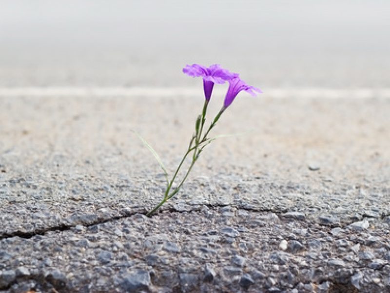 purple flower growing on crack street, soft focus